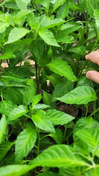 Lindas mudas de pimenta carolina reaper