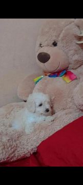 Filhote de Poodle