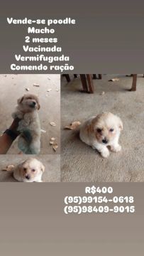 Filhote de Poodle Macho e fêmea 