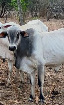 Garrotes Nelore 