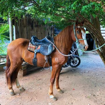 Cavalo marcha batida