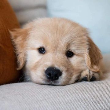 Golden Retriever com os pelos cor de ouro 