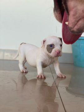 Pit monster