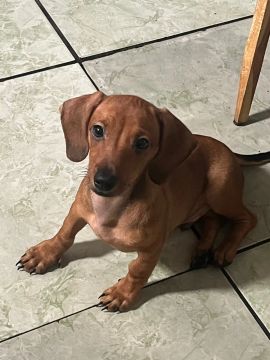 Dachshund, Cofap, salsicha