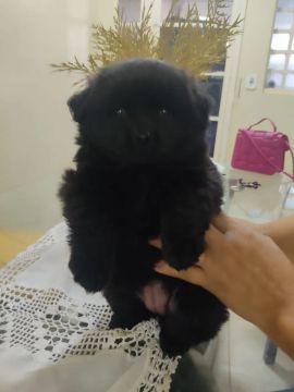 Filhote de Chow Chow fêmea 