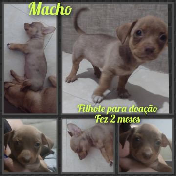 Filhote de Cachorro para Adoção