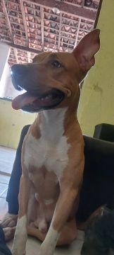 Raceado com Pitbull
