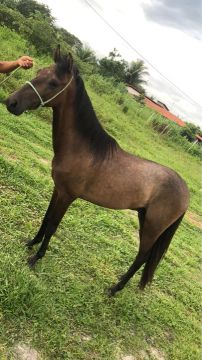 Piquira para venda