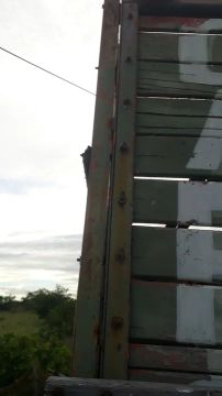 Gaiola para gado