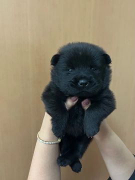 Chow-Chow Fêmea 