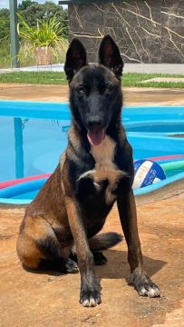 Filhote de Pastor Belga Malinois 