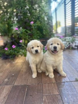 Golden Retriever Macho disponível