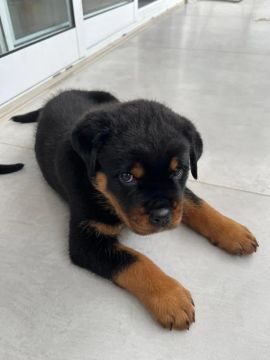 Filhote Rottweiler fêmea