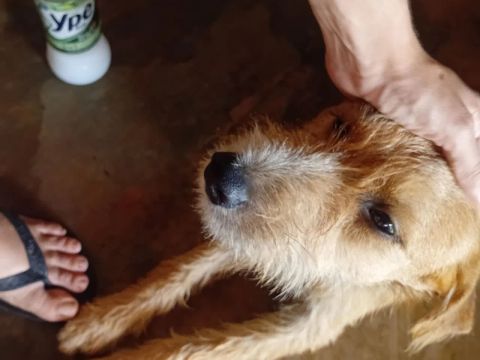 Doação fiapo de manga macho 7 meses 