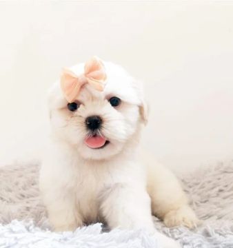 Lhasa Apso, o que se importa com você adquira.