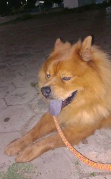 Chow Chow para Adoção