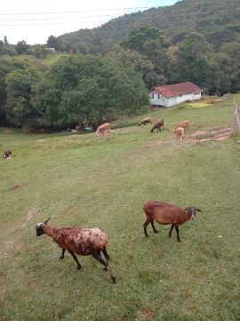 Cabras para venda - Rústicas e saudáveis