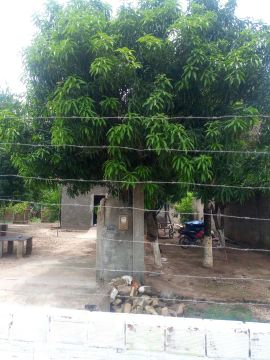 Terreno com árvores frutíferas