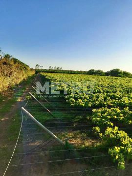 Fazenda de com 20 hectares produzindo e com Infraestrutura, CASA NOVA - BA