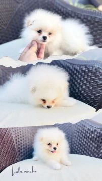 Com pedigree e microchip lulu macho 