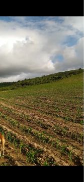 Fazenda em Campo do Brito