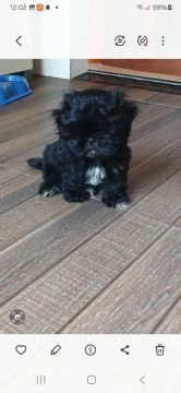 Filhote de Shih Tzu