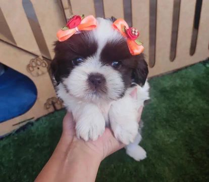 Belíssimos micro shihtzu a procura de um lar 