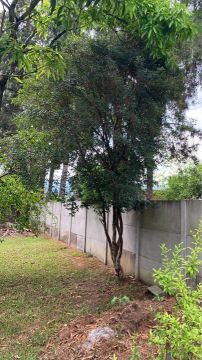 Jabuticabeiras adultas - 25 anos 