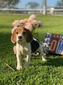 Mini dog inglês 