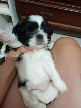 Filhote Shih Tzu disponível
