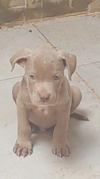 Filhote de Pitbull americana bully