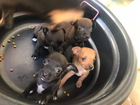 Filhotes de Pinscher número 1 com 0
