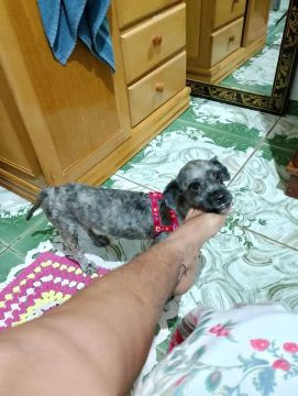 Shitzu puro de 1 ano 