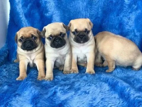 Pug - o companheiro perfeito para os jovens 