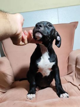 Filhotes de Pitbull 