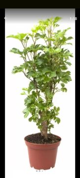 Planta Ornamental árvore da felicidade