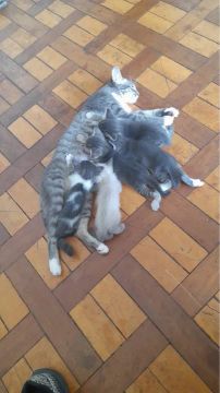Gatinhos fofinhos para adoção