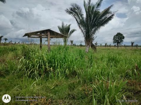 Fazenda em Cantanhede do Maranhão 