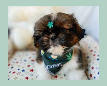 shishtzu 