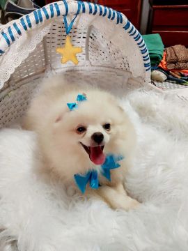 Lulu com ótima procedência com todas as vacinas 
