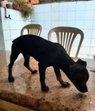 Pinscher com Podlee