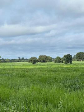 Fazenda com DÍVIDA bancária 4.193hec em Cocalino MT.  50 milhões com 37m de divida