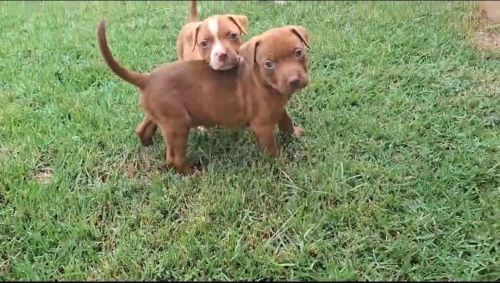 Pitbull Machos