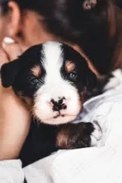 Bernese para beijar 
