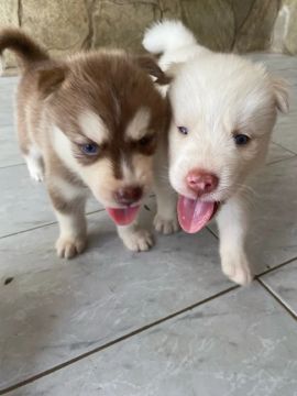 Filhotes de Husky Siberiano