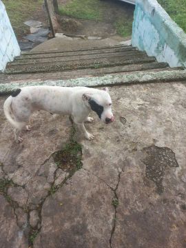 Doando um pitbull