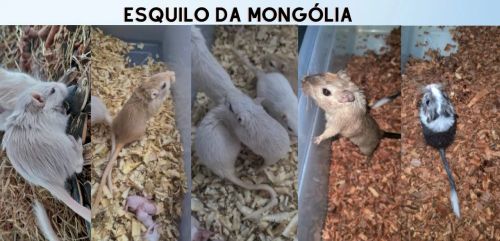 Esquilo da Mongólia - Gerbil