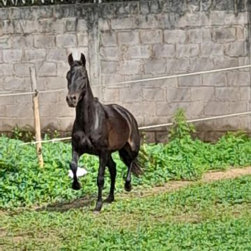Garanhão  preto 