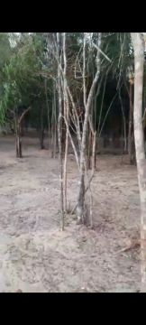 Terreno para chácara 