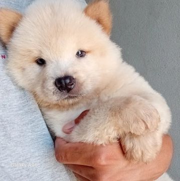 Chow Chow